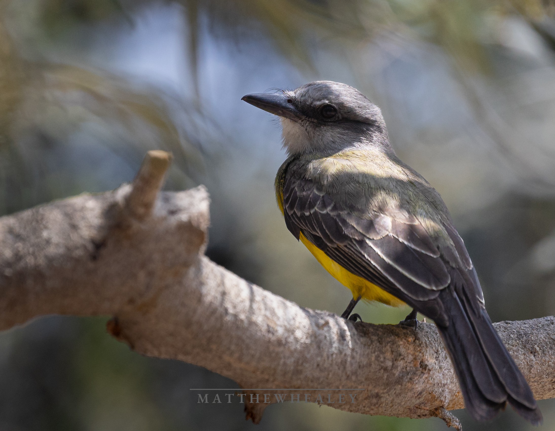 A bright and happy image of a Tropical Kingbird perched on branch Lima Peru wildlife photography